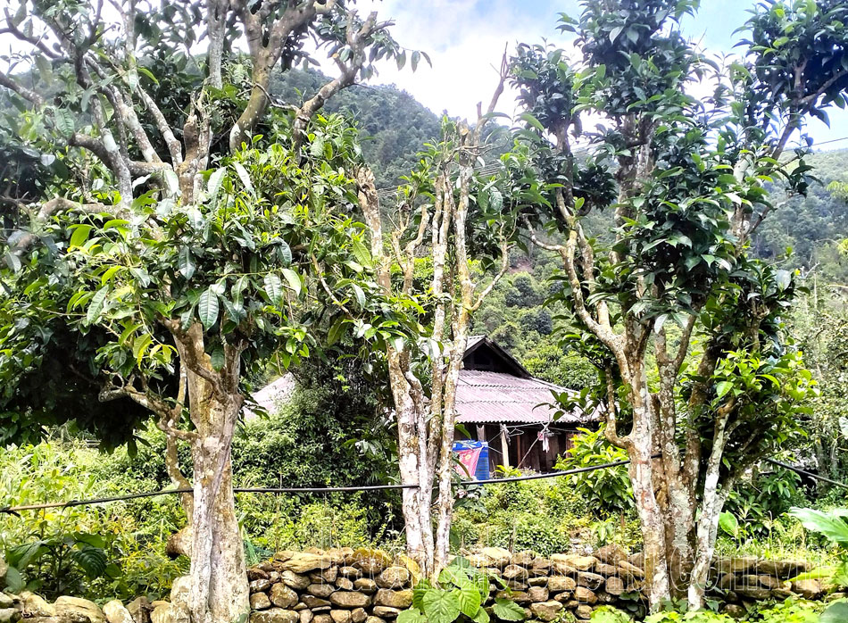 Điện Biên: Đánh thức tiềm năng cây chè ở Mường Chà