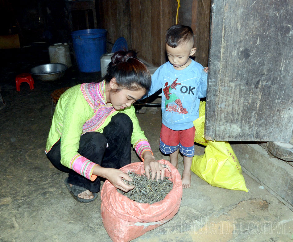 Điện Biên: Đánh thức tiềm năng cây chè ở Mường Chà