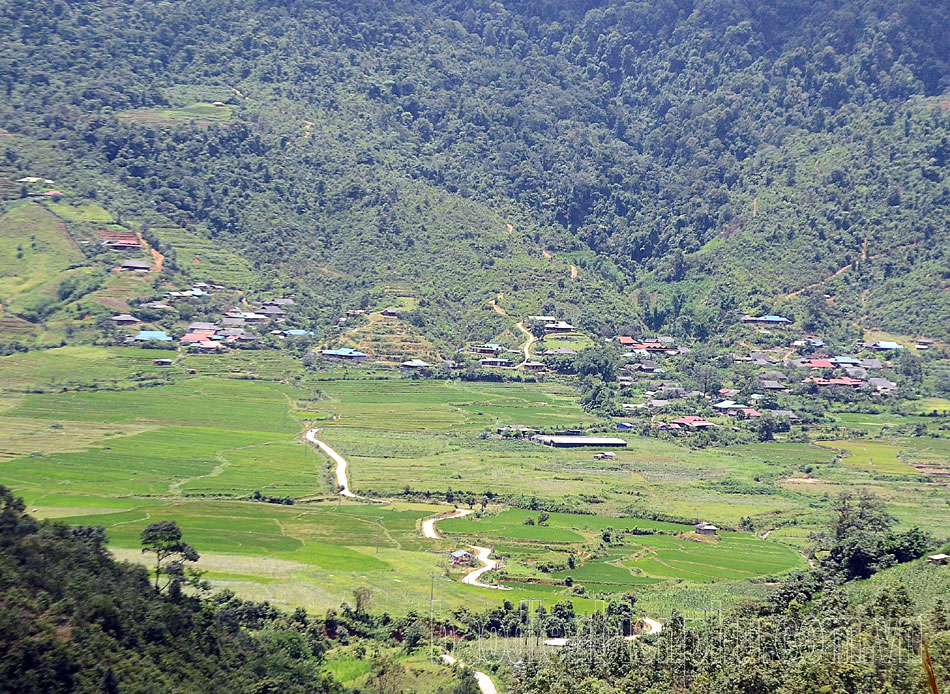 Điện Biên: Đánh thức tiềm năng cây chè ở Mường Chà