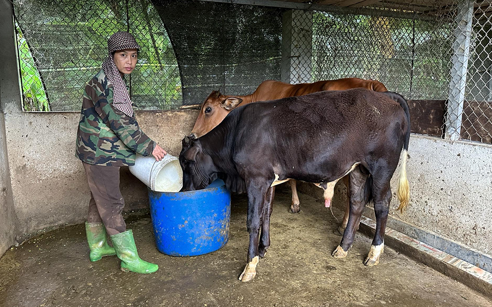 Yên Bái: Người phụ nữ Tày bền chí làm giàu
