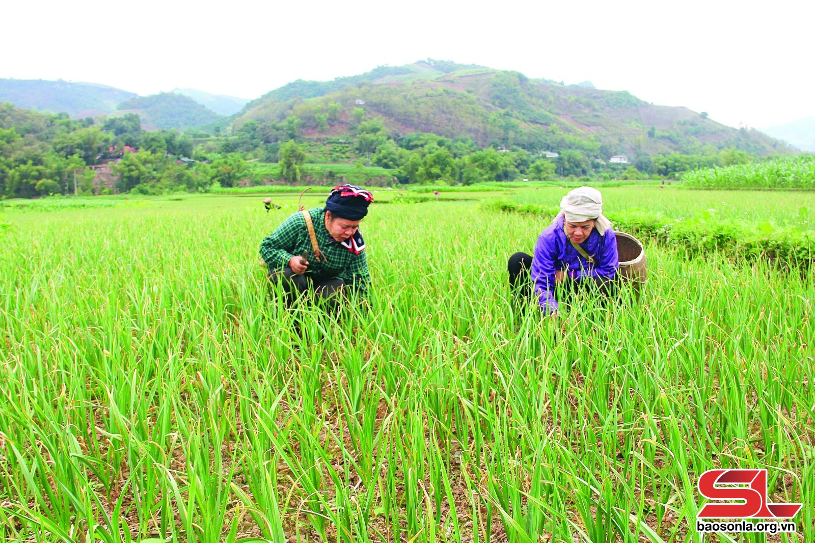 Sơn La: Tập trung lãnh đạo nhân dân phát triển kinh tế
