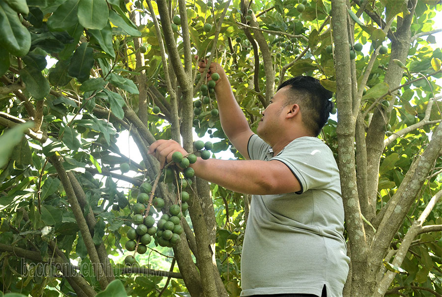 Điện Biên: Mùa mắc ca thành công ở Tuần Giáo