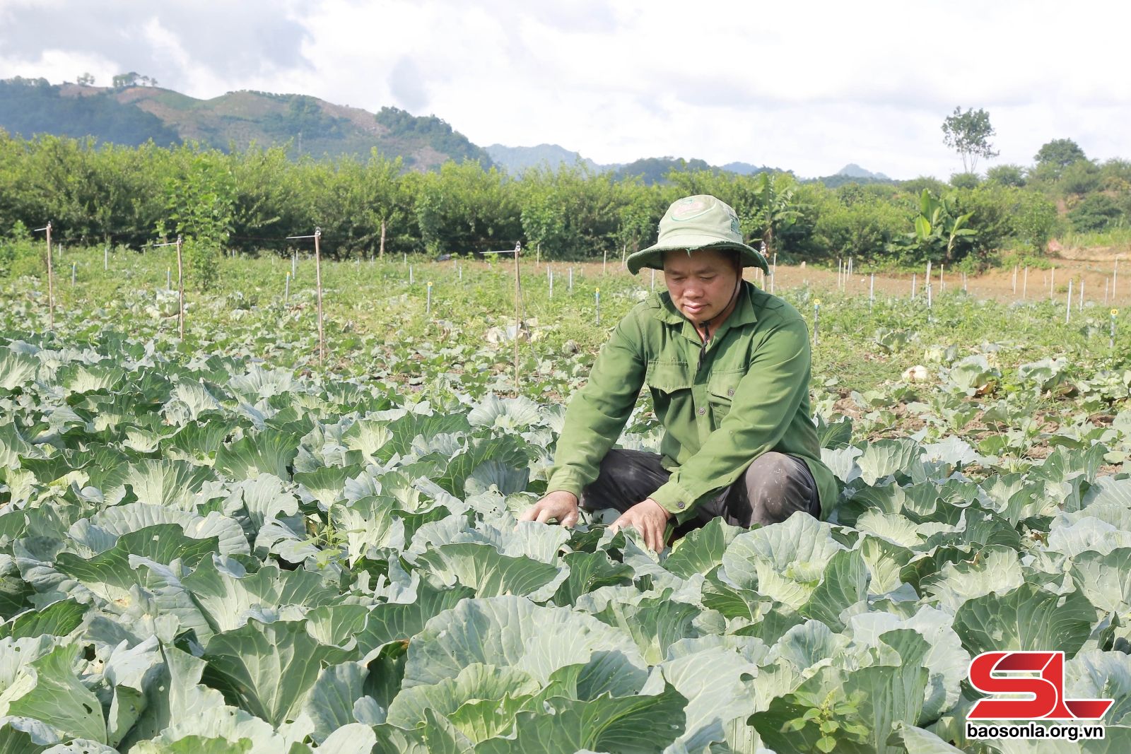 Sơn La: Xây dựng vùng chuyên canh rau an toàn