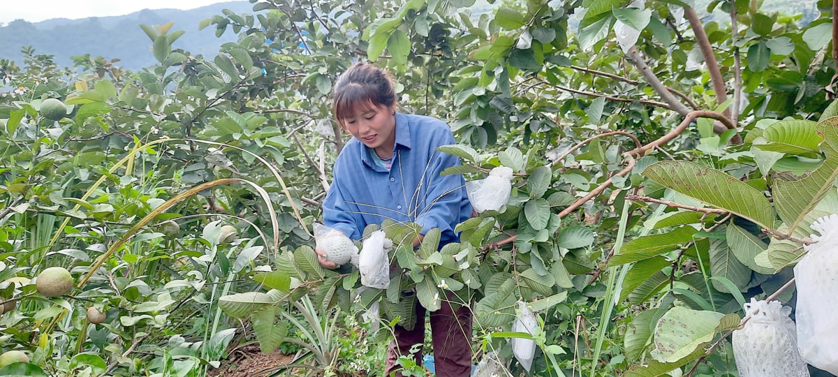 Lai Châu: Nâng cao thu nhập từ trồng ổi không hạt