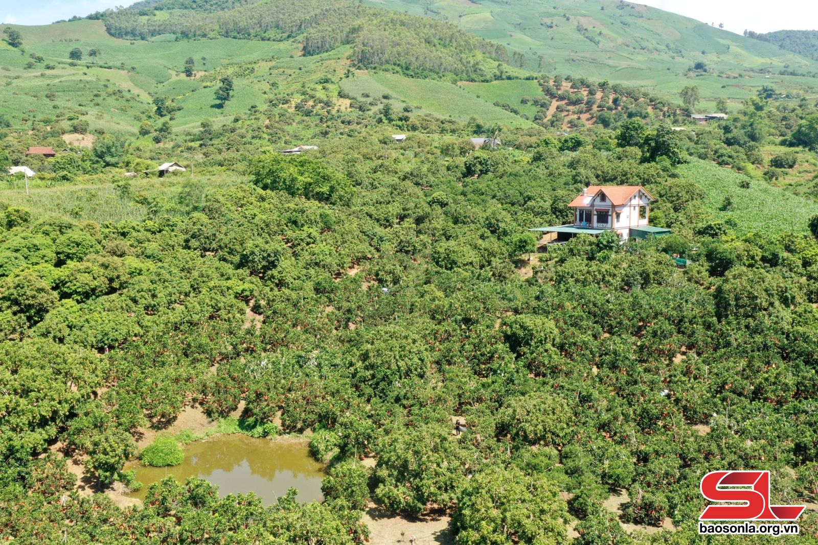 Sơn La: Sông Mã thay đổi tư duy trong lãnh đạo phát triển kinh tế nông nghiệp Sơn La: Sông Mã thay đổi tư duy trong lãnh đạo phát triển kinh tế nông nghiệp