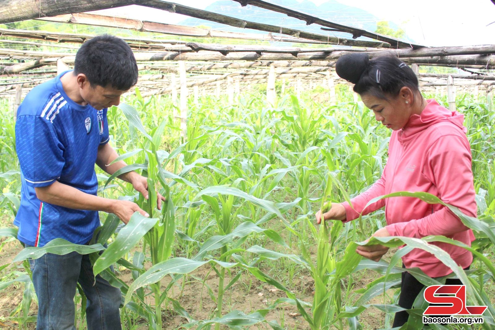Sơn La: Sông Mã thay đổi tư duy trong lãnh đạo phát triển kinh tế nông nghiệp Sơn La: Sông Mã thay đổi tư duy trong lãnh đạo phát triển kinh tế nông nghiệp