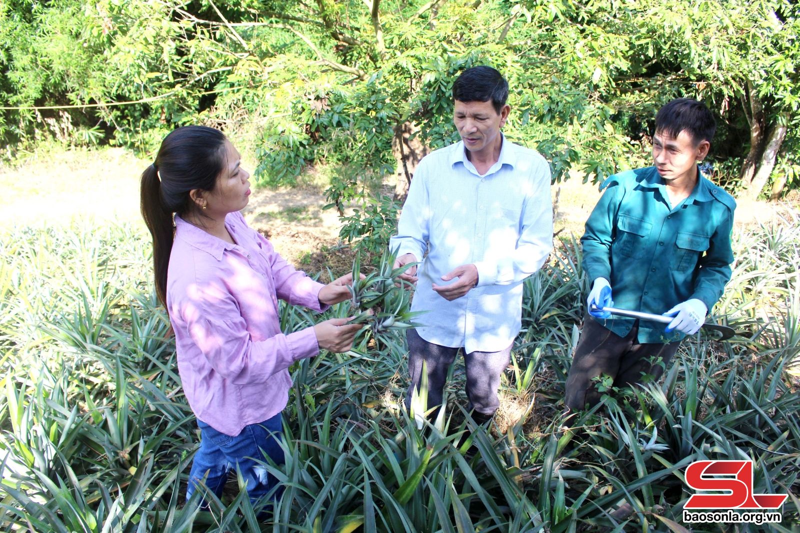 Sơn La: Sông Mã thay đổi tư duy trong lãnh đạo phát triển kinh tế nông nghiệp Sơn La: Sông Mã thay đổi tư duy trong lãnh đạo phát triển kinh tế nông nghiệp