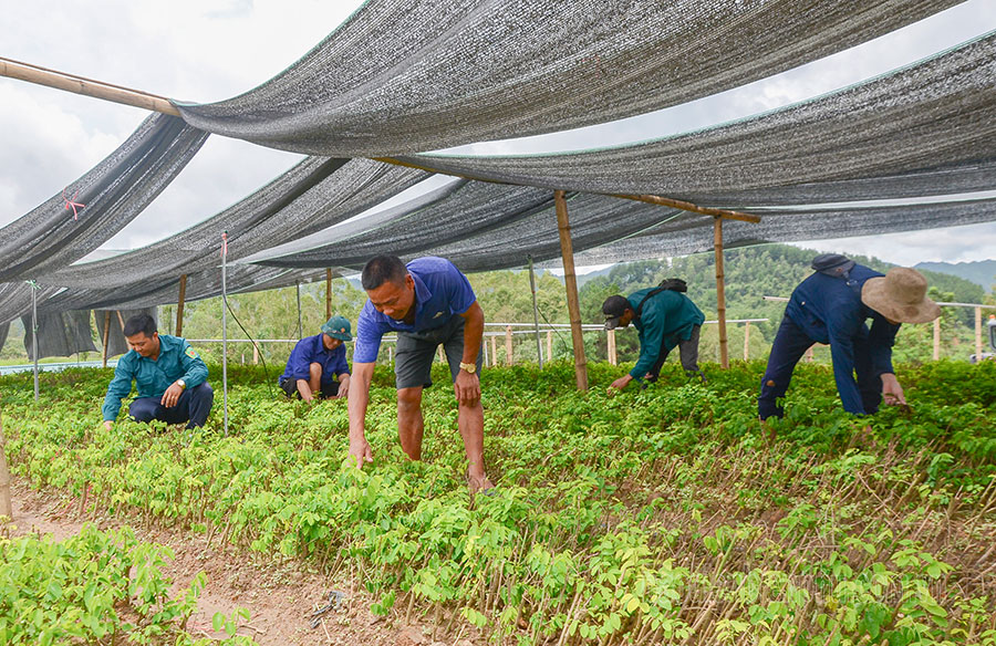 Điện Biên: Nậm Pồ phát triển vùng chuyên canh rau an toàn Điện Biên: Nậm Pồ phát triển vùng chuyên canh rau an toàn
