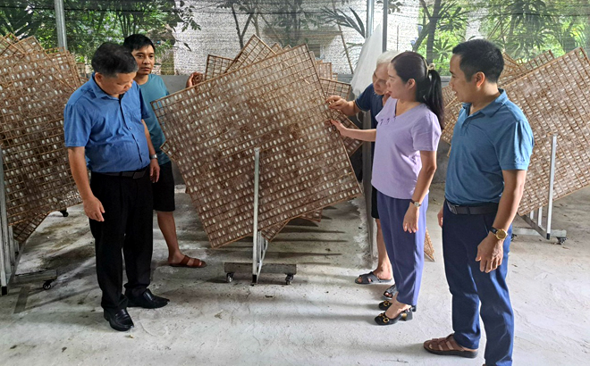 Yên Bái: Cây dâu, con tằm bén đất Minh Quân