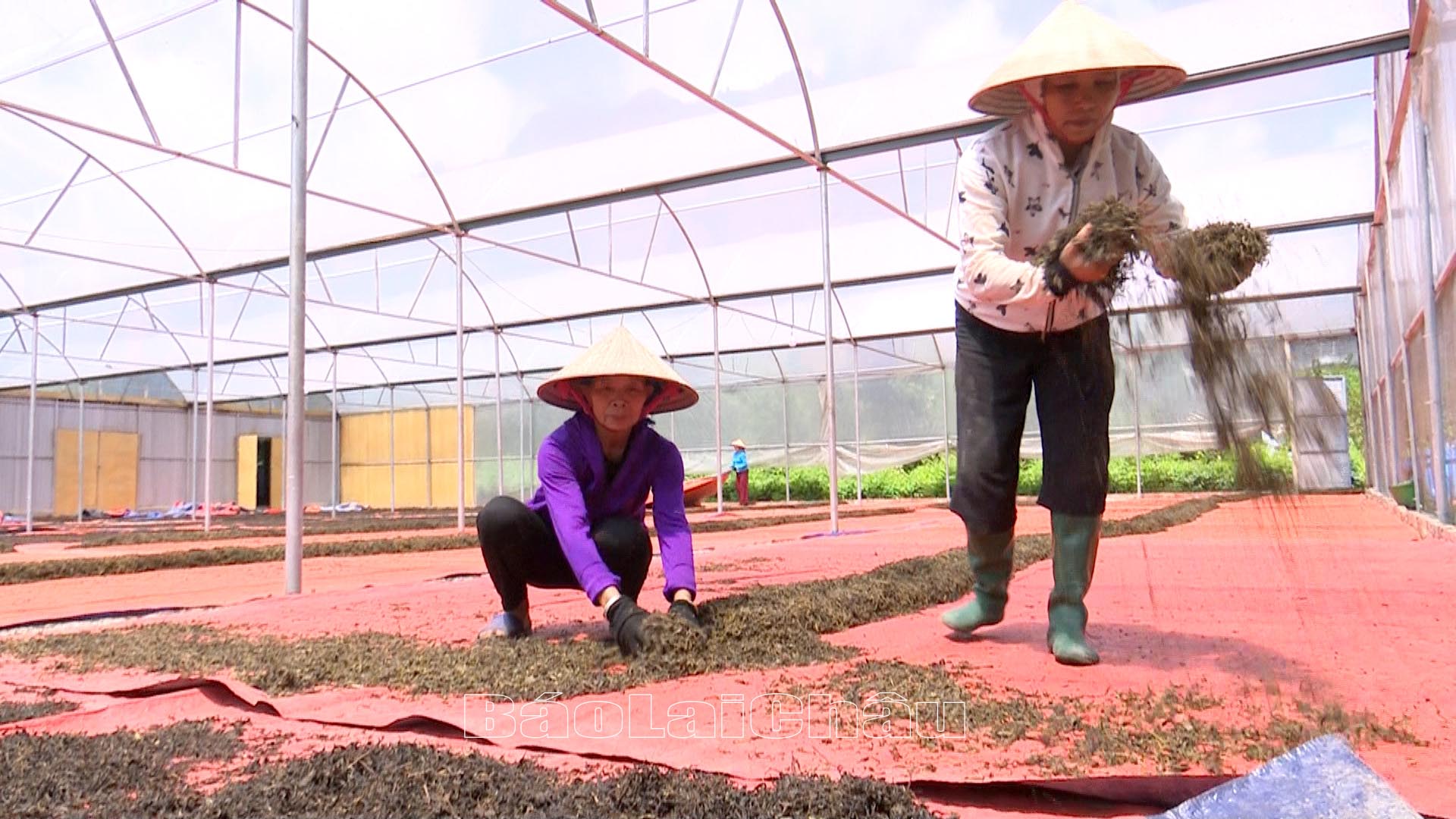 Lai Châu: Hỗ trợ, kết nối, tiêu thụ nông sản Lai Châu: Hỗ trợ, kết nối, tiêu thụ nông sản