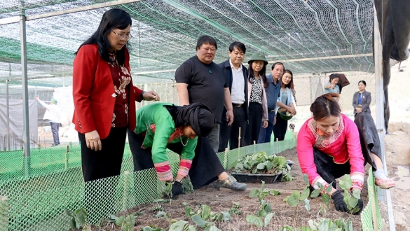 Điện Biên: Khai thác hiệu quả kinh tế rừng