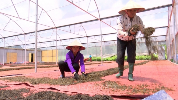 Lai Châu: Hỗ trợ, kết nối, tiêu thụ nông sản