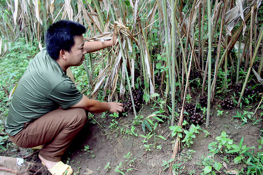 Điện Biên: Tăng sinh kế từ lâm sản ngoài gỗ