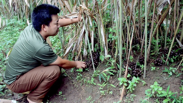 Điện Biên: Tăng sinh kế từ lâm sản ngoài gỗ