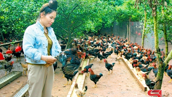 Sơn La: Hiệu quả kinh tế từ mô hình chăn nuôi