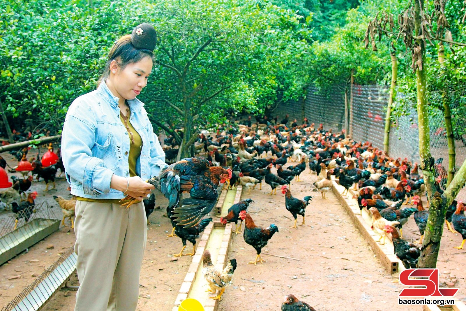 Sơn La: Hiệu quả kinh tế từ mô hình chăn nuôi