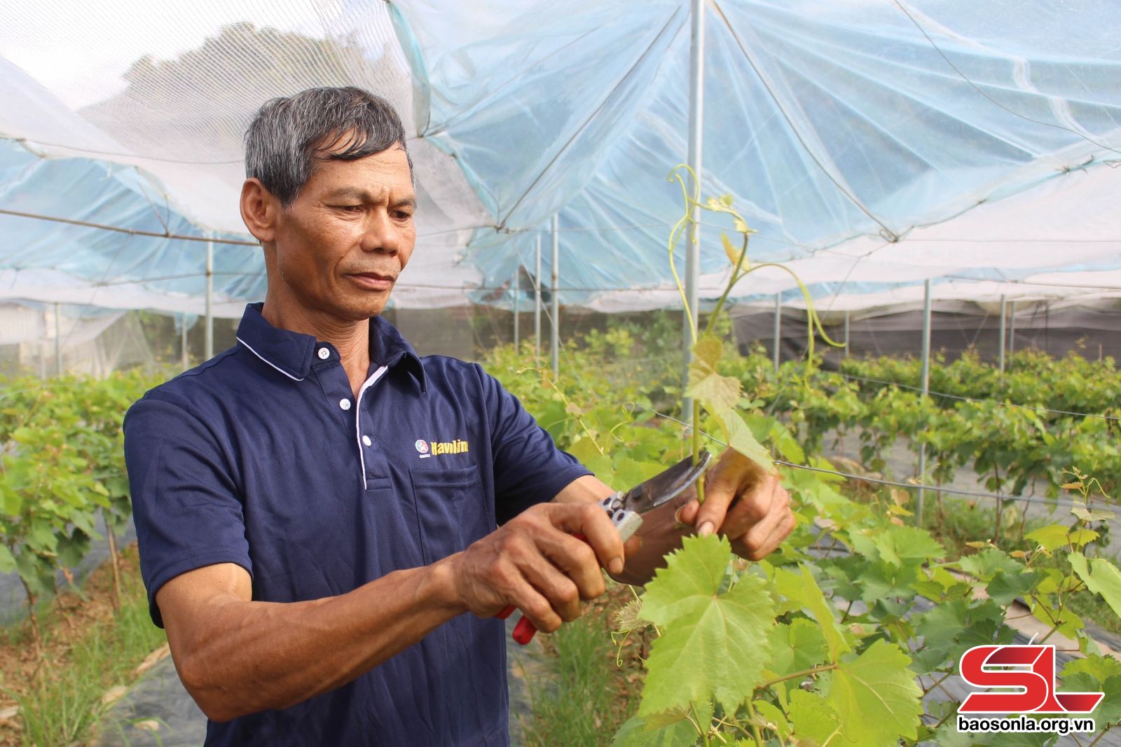 Sơn La: Sông Mã nâng cao giá trị sản phẩm nông sản chủ lực