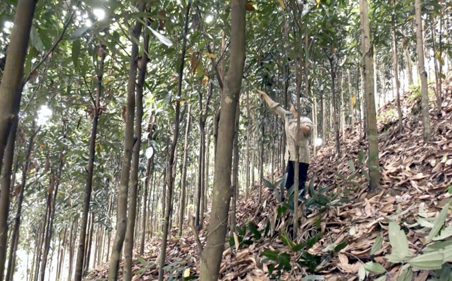 Yên Bái: Yên Bình phát triển cây quế theo hướng sản xuất hữu cơ