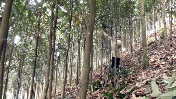 Yên Bái: Yên Bình phát triển cây quế theo hướng sản xuất hữu cơ