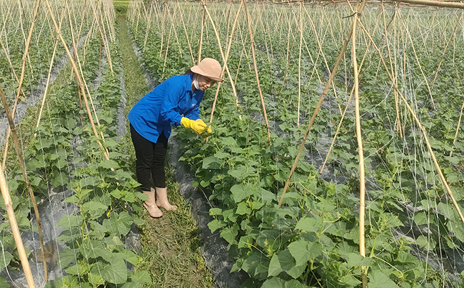 Yên Bái: Nghĩa Lộ chuyển đổi cơ cấu cây trồng, nâng cao hiệu quả kinh tế Yên Bái: Nghĩa Lộ chuyển đổi cơ cấu cây trồng, nâng cao hiệu quả kinh tế