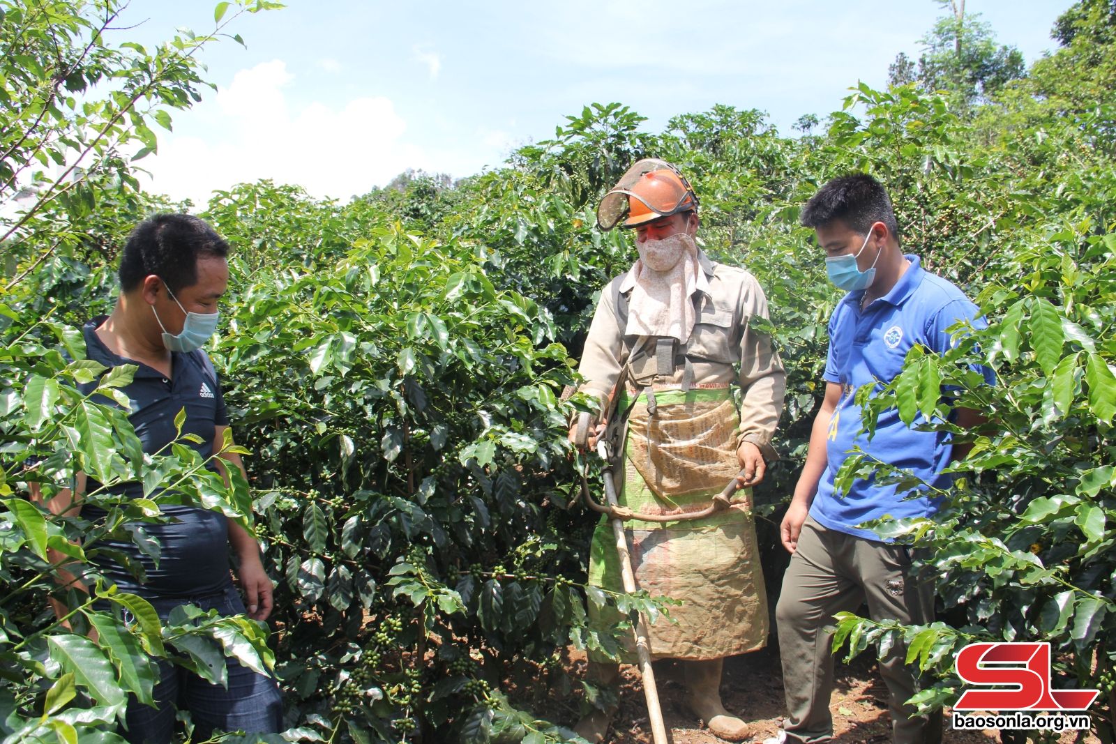 Sơn La: Sẵn sàng cho vụ sản xuất cà phê