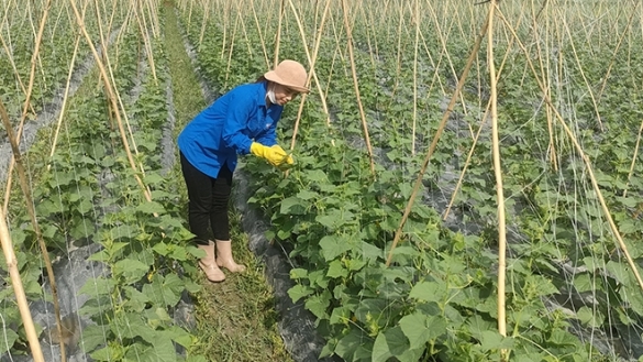 Yên Bái: Nghĩa Lộ chuyển đổi cơ cấu cây trồng, nâng cao hiệu quả kinh tế