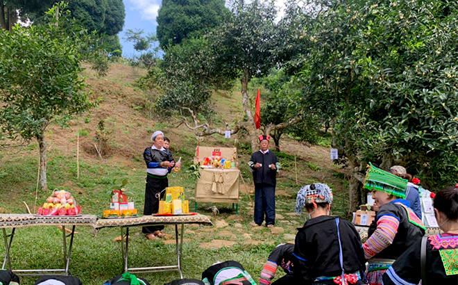 Yên Bái: Lên Suối Giàng hòa vào Lễ hội tôn vinh cây chè tổ