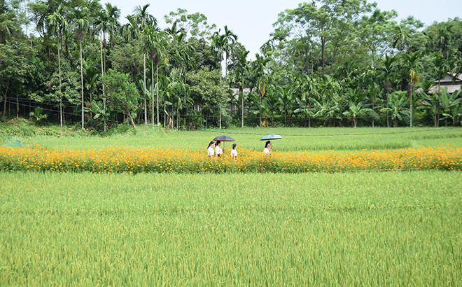 Yên Bái: Âu Lâu tốt ruộng lúa, đẹp bờ hoa