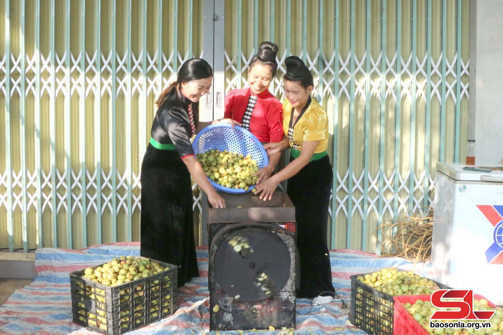 Sơn La: Giải pháp tìm đầu ra cho quả sơn tra Sơn La: Giải pháp tìm đầu ra cho quả sơn tra