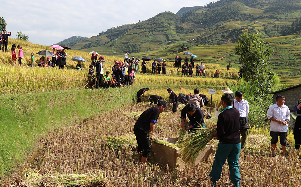 Yên Bái: Mù Cang Chải tiếp nối các hoạt động du lịch mùa vàng Yên Bái: Mù Cang Chải tiếp nối các hoạt động du lịch mùa vàng