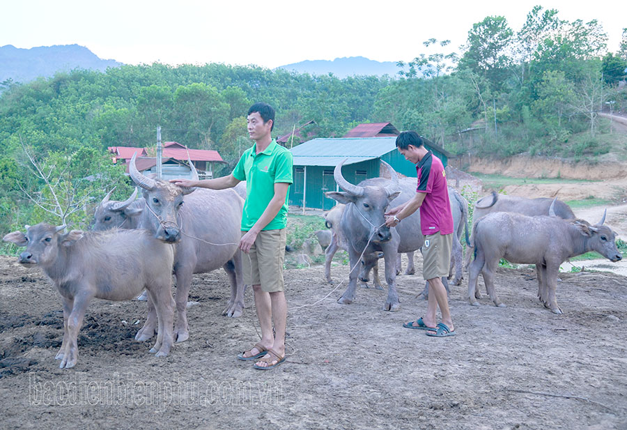 Điện Biên: Khó phát triển đại gia súc ở Mường Nhé
