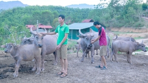 Điện Biên: Khó phát triển đại gia súc ở Mường Nhé