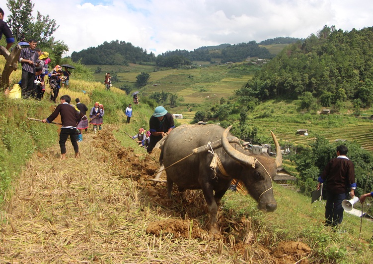 Yên Bái: Mù Cang Chải tổ chức Hội thi “Gặt lúa nhanh, cày bừa giỏi, đắp bờ đẹp” năm 2023 Yên Bái: Mù Cang Chải tổ chức Hội thi “Gặt lúa nhanh, cày bừa giỏi, đắp bờ đẹp” năm 2023