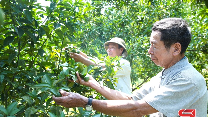 Phù Yên chuyển đổi sản xuất gắn với giảm nghèo bền vững - Phù Yên chuyển đổi sản xuất gắn với giảm nghèo bền vững -