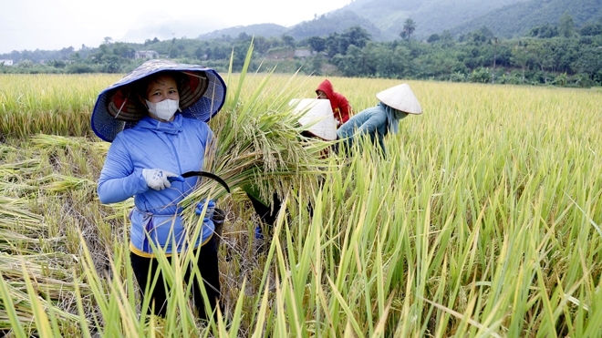 Yên Bái: Văn Chấn thêm vụ mùa bội thu