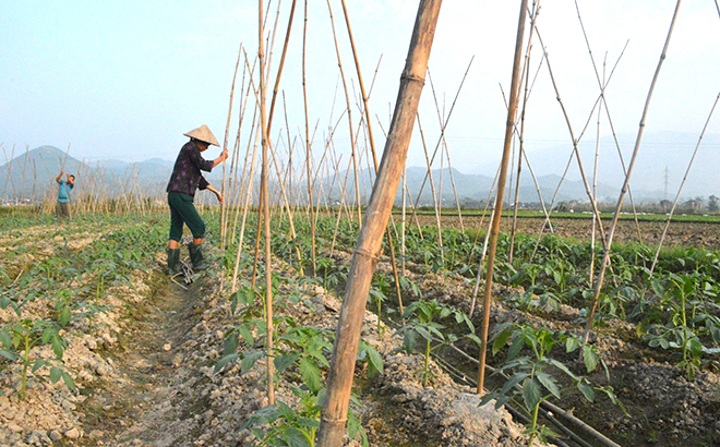 Yên Bái: Nghĩa Lộ nâng cao giá trị cây trồng vụ đông Yên Bái: Nghĩa Lộ nâng cao giá trị cây trồng vụ đông
