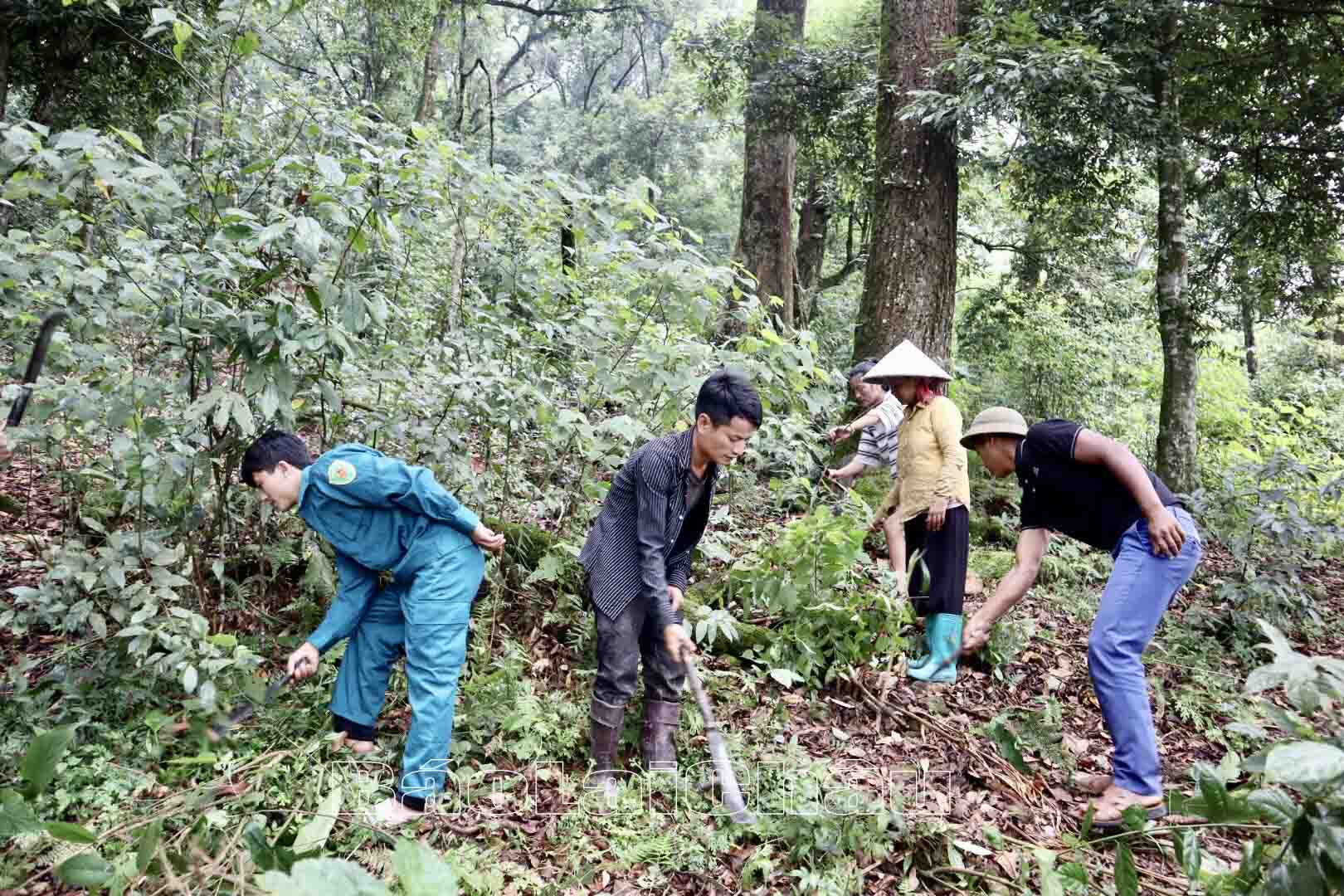 Lai Châu: Giữ màu xanh cho rừng Lai Châu: Giữ màu xanh cho rừng