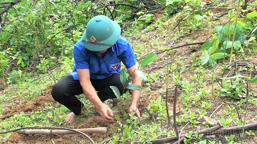 Điện Biên: Nhân lên màu xanh cho những cánh rừng