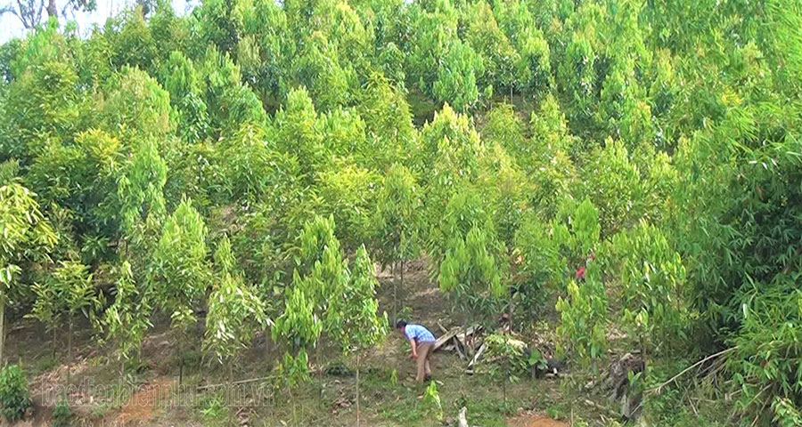 Điện Biên: Nhân lên màu xanh cho những cánh rừng