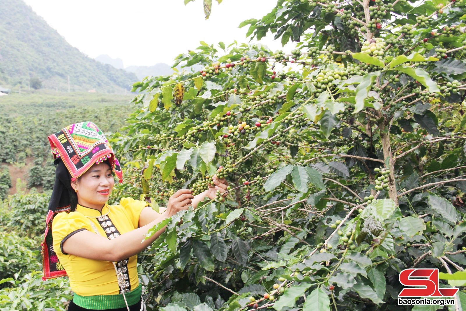 Sơn La: Nông sản thích ứng Luật Chống phá rừng của Châu Âu