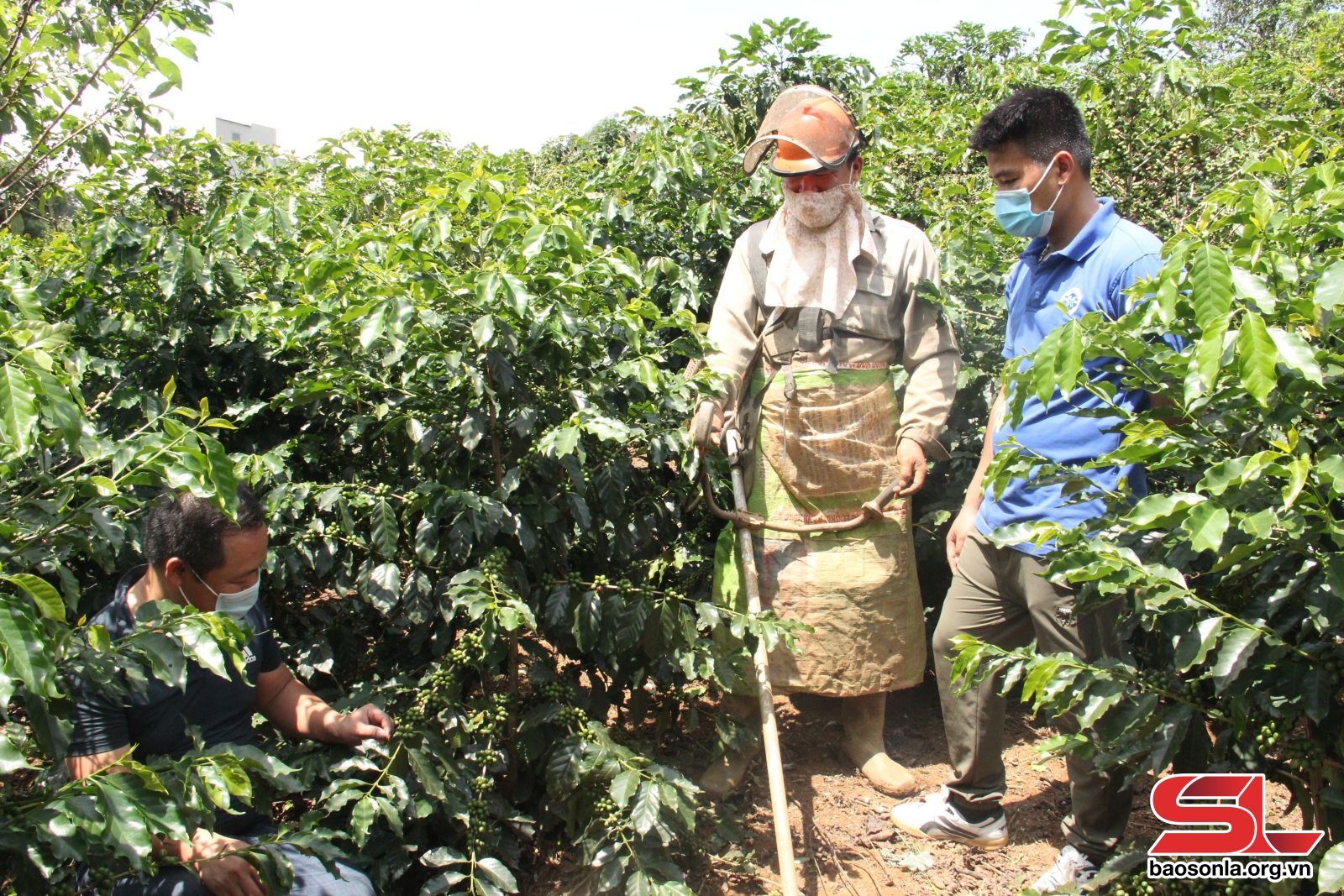 Sơn La: Nông sản thích ứng Luật Chống phá rừng của Châu Âu