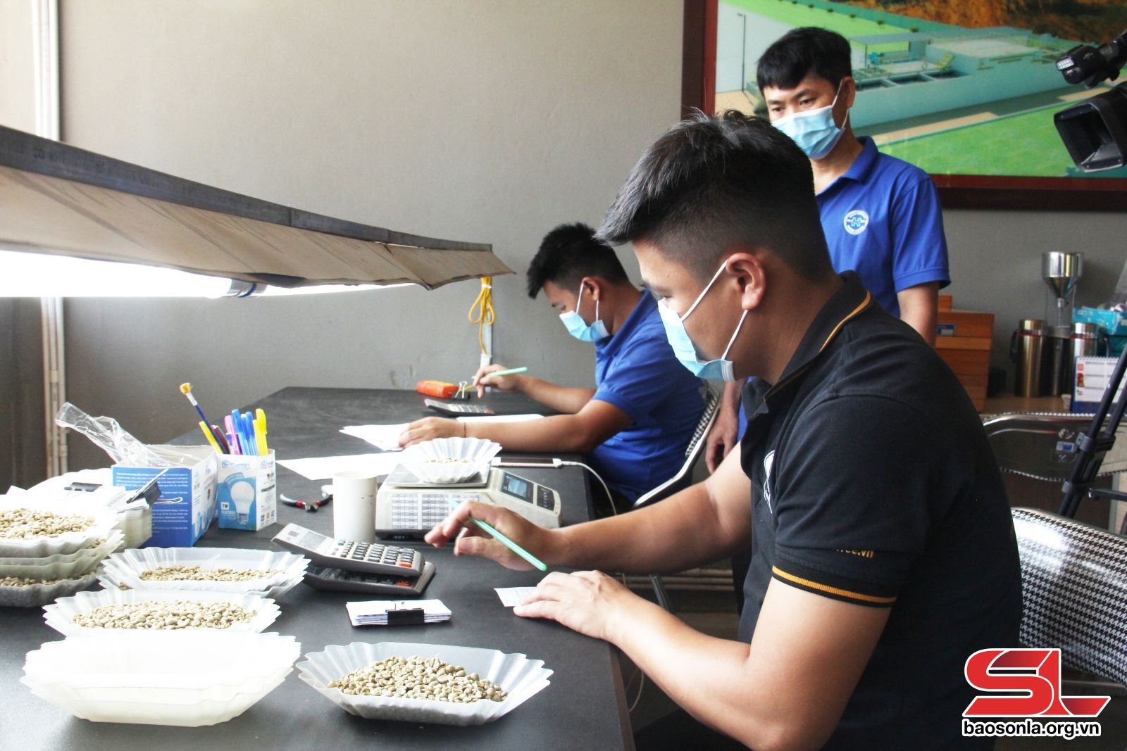 Sơn La: Nông sản thích ứng Luật Chống phá rừng của Châu Âu