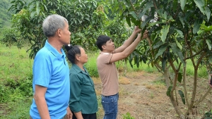 Điện Biên: Tuần Giáo không mở rộng diện tích cây ăn quả