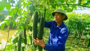 Lai Châu: Đi đầu chuyển đổi cơ cấu cây trồng