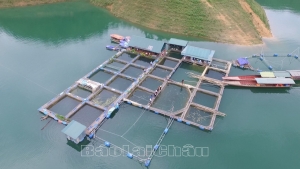 Lai Châu: Tạo “cú huých” tái cơ cấu nông nghiệp