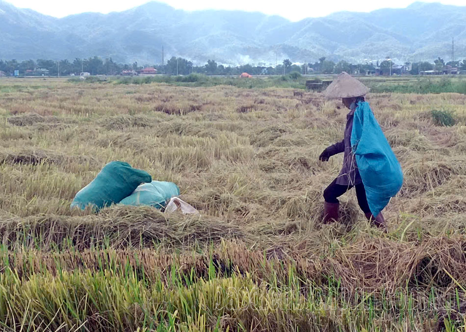 Điện Biên: Để không còn khói rơm rạ mùa gặt