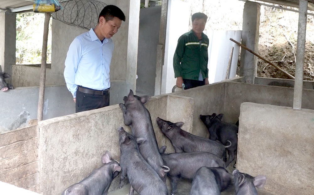 Yên Bái: Thị xã Nghĩa Lộ quan tâm bảo vệ môi trường trong chăn nuôi