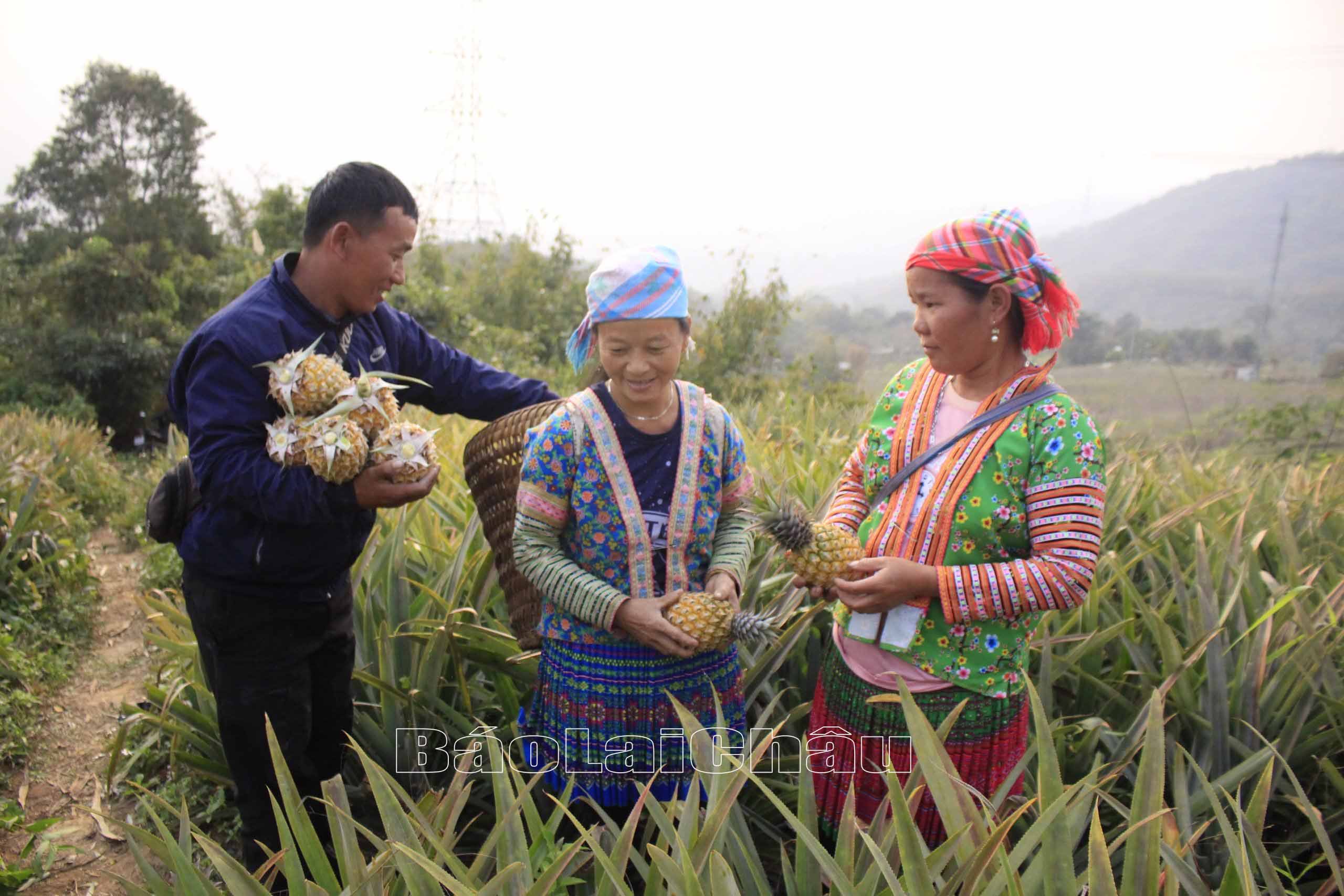 Dứa thơm trên đất Lai Châu