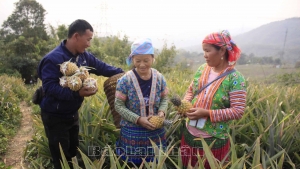 Dứa thơm trên đất Lai Châu