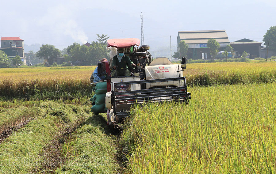 Điện Biên: Hình thành vùng sản xuất nông nghiệp chủ lực lòng chảo Mường Thanh
